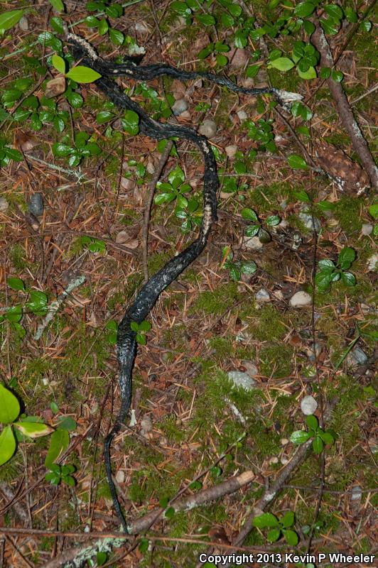 Puget Sound Gartersnake (Thamnophis sirtalis pickeringii)