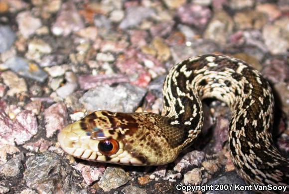 San Diego Gopher Snake (Pituophis catenifer annectens)