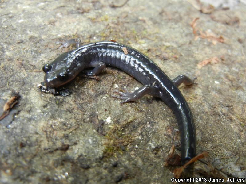 Southern Gray-cheeked Salamander (Plethodon metcalfi)