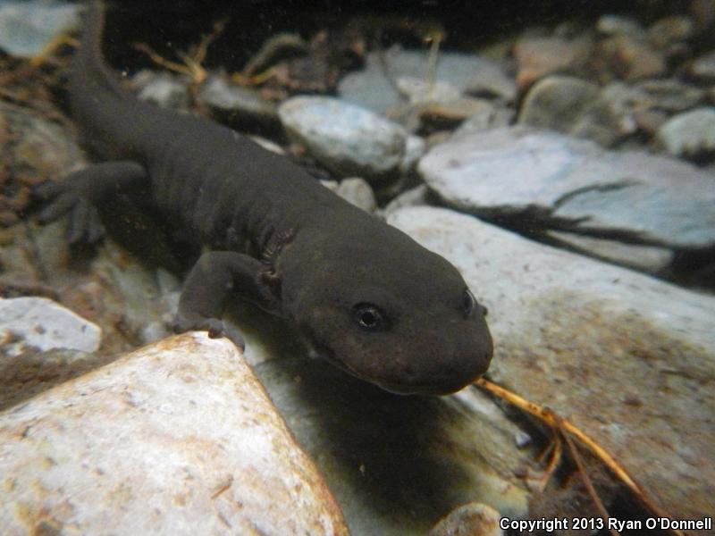 Idaho Giant Salamander (Dicamptodon aterrimus)