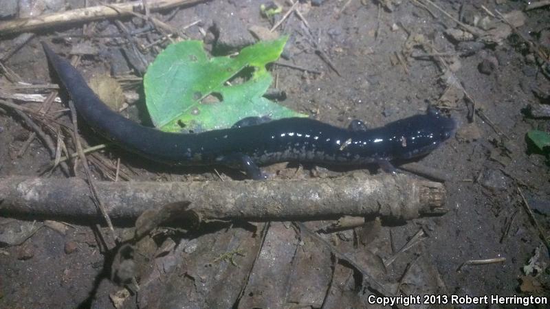 Chattahoochee Slimy Salamander (Plethodon chattahoochee)