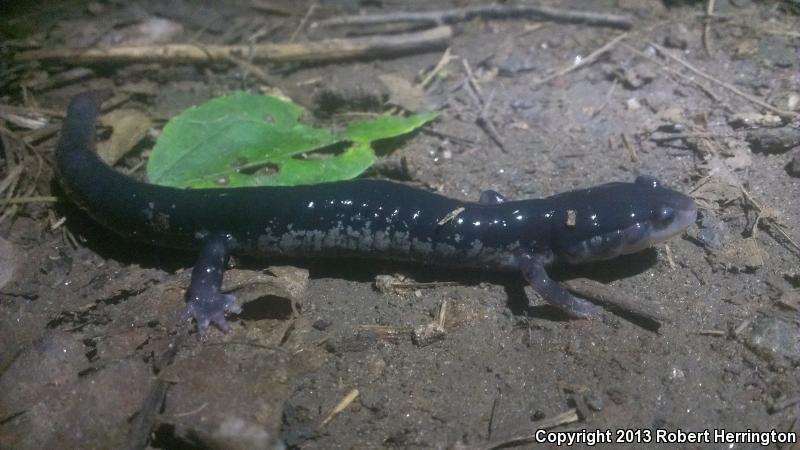 Chattahoochee Slimy Salamander (Plethodon chattahoochee)