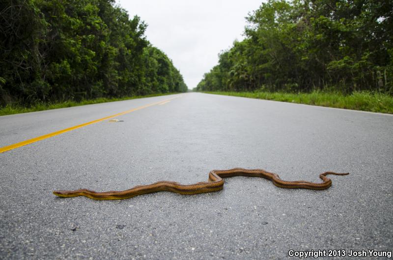 Everglades Ratsnake (Pantherophis obsoletus rossalleni)