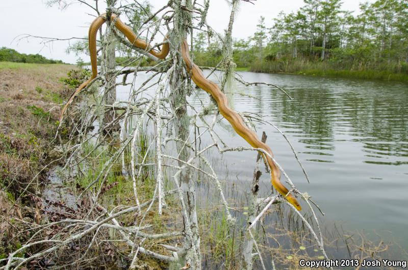 Everglades Ratsnake (Pantherophis obsoletus rossalleni)