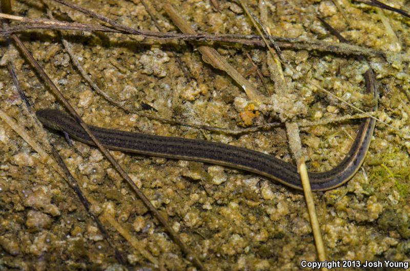 Everglades Dwarf Siren (Pseudobranchus axanthus belli)