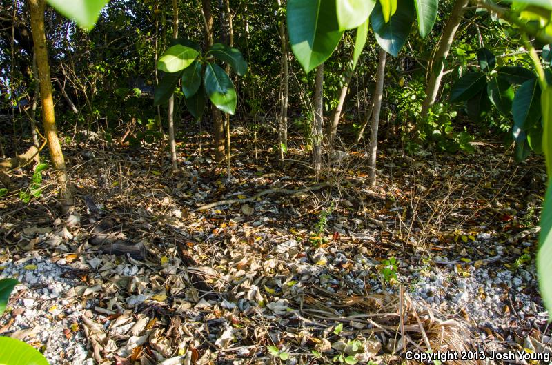 Florida Kingsnake (Lampropeltis getula floridana)