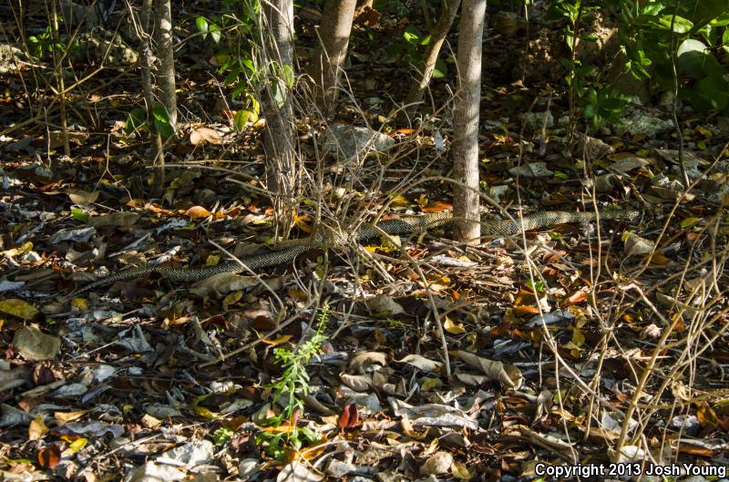 Florida Kingsnake (Lampropeltis getula floridana)