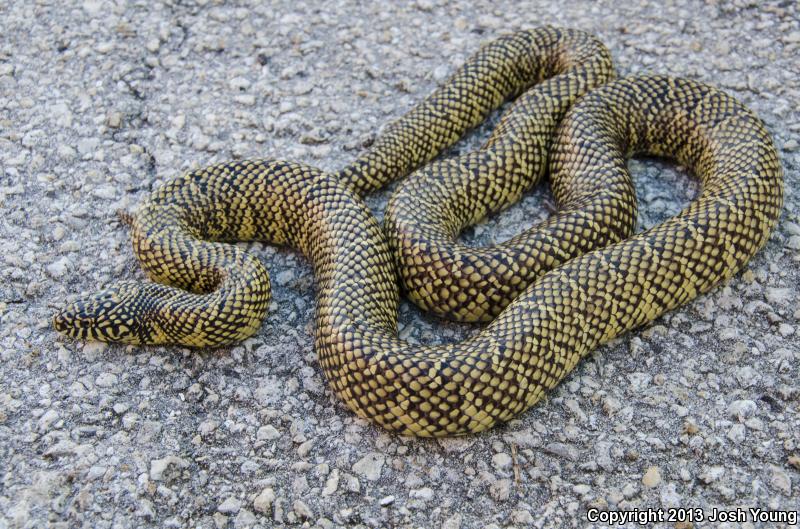 Florida Kingsnake (Lampropeltis getula floridana)