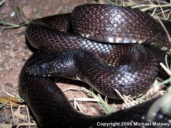 Desert Kingsnake (Lampropeltis getula splendida)