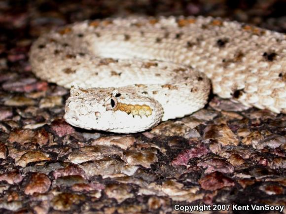 Colorado Desert Sidewinder (Crotalus cerastes laterorepens)