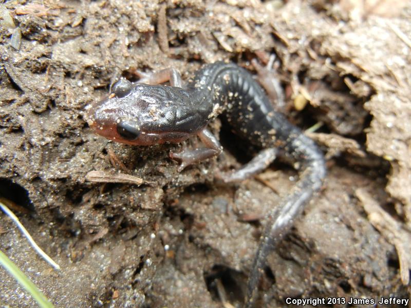 Blue Ridge Gray-cheeked Salamander (Plethodon amplus)