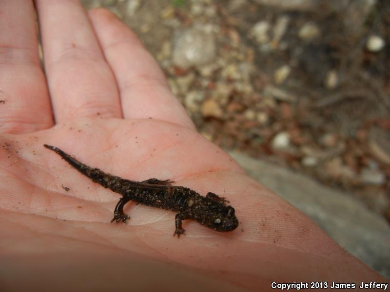 Carolina Mountain Dusky Salamander (Desmognathus carolinensis)