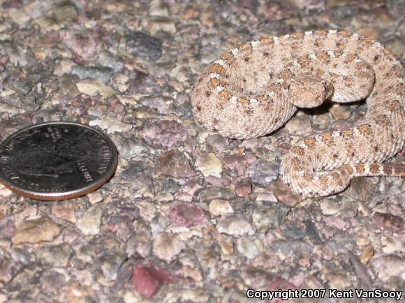 Colorado Desert Sidewinder (Crotalus cerastes laterorepens)