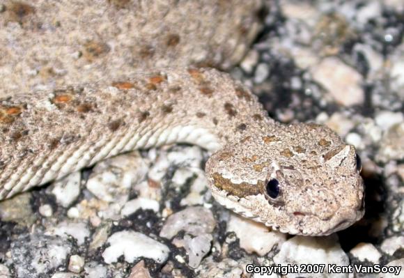 Colorado Desert Sidewinder (Crotalus cerastes laterorepens)