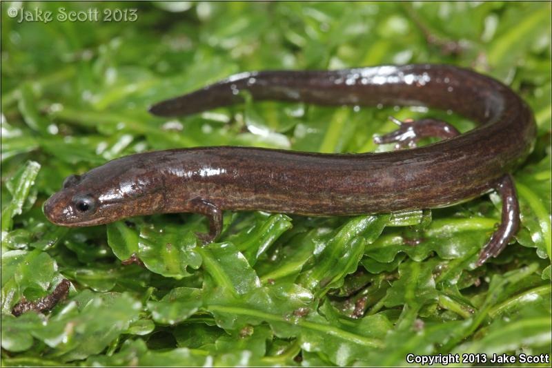 Many-lined Salamander (Stereochilus marginatus)