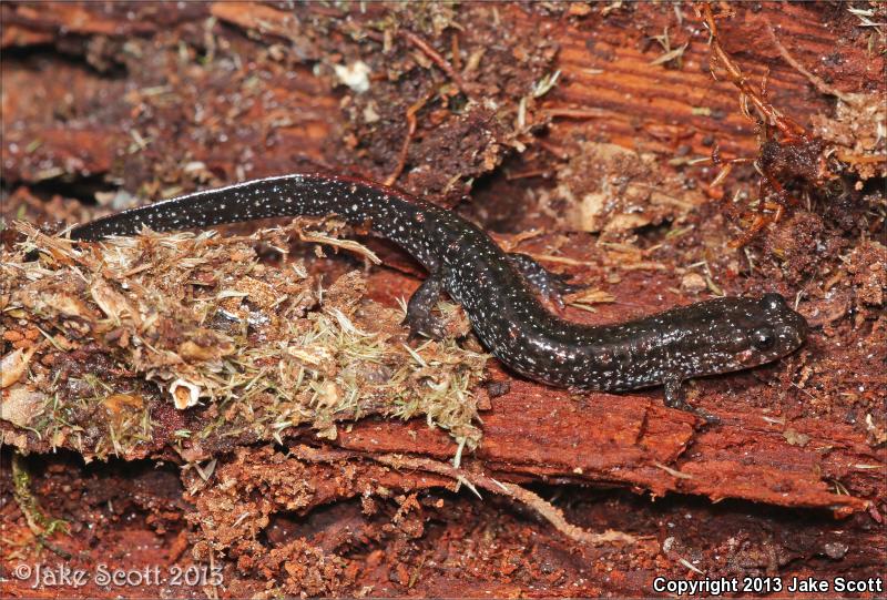 Southern Dusky Salamander (Desmognathus auriculatus)