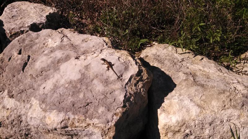 Texas Rose-bellied Lizard (Sceloporus variabilis marmoratus)