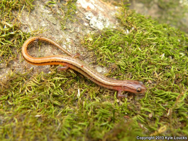 Dwarf Salamander (Eurycea quadridigitata)