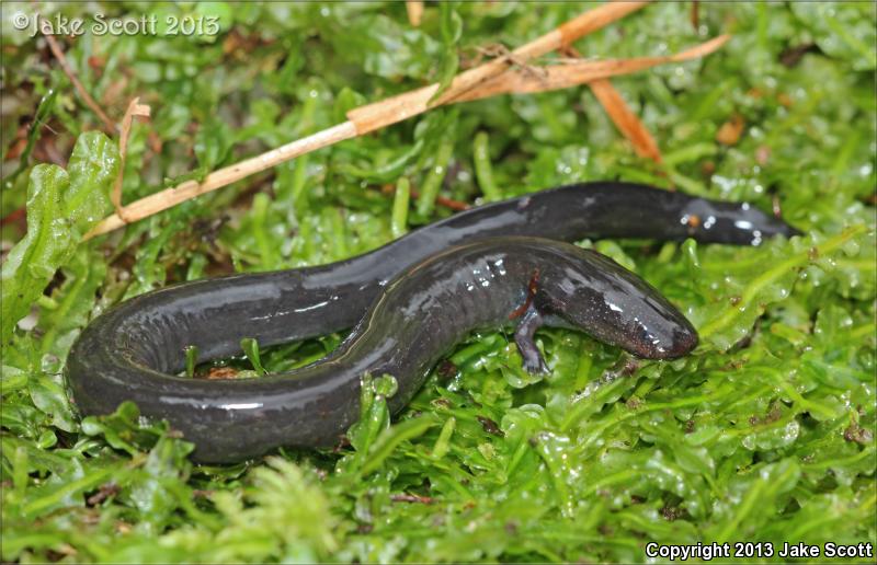 Eastern Lesser Siren (Siren intermedia intermedia)