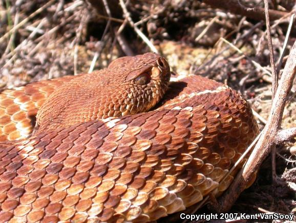 Red Diamond Rattlesnake (Crotalus ruber ruber)