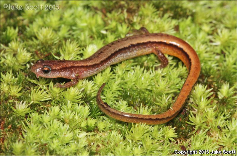 Chamberlain's Dwarf Salamander (Eurycea chamberlaini)