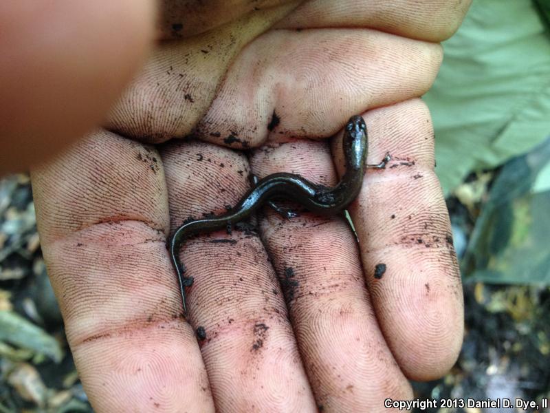 Many-lined Salamander (Stereochilus marginatus)