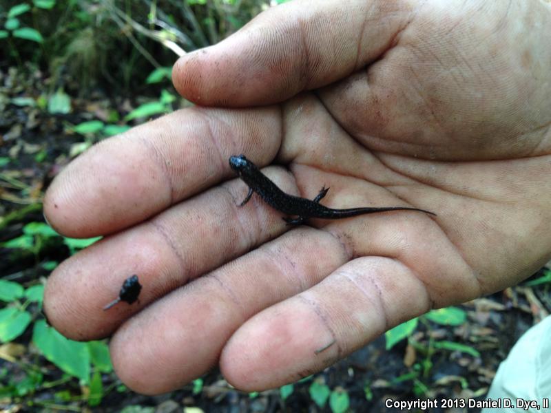 Southern Dusky Salamander (Desmognathus auriculatus)