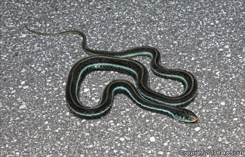 Blue-striped Gartersnake (Thamnophis sirtalis similis)