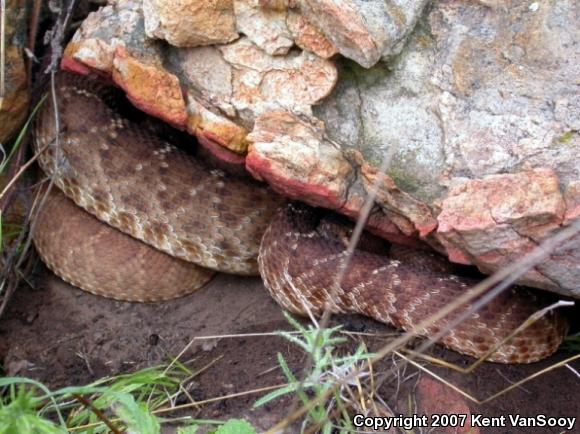 Red Diamond Rattlesnake (Crotalus ruber ruber)