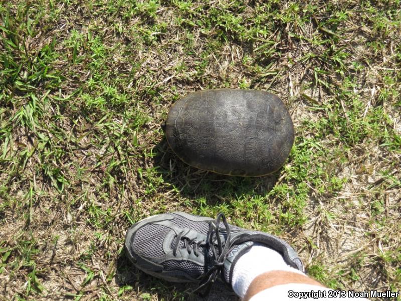 Florida Chicken Turtle (Deirochelys reticularia chrysea)