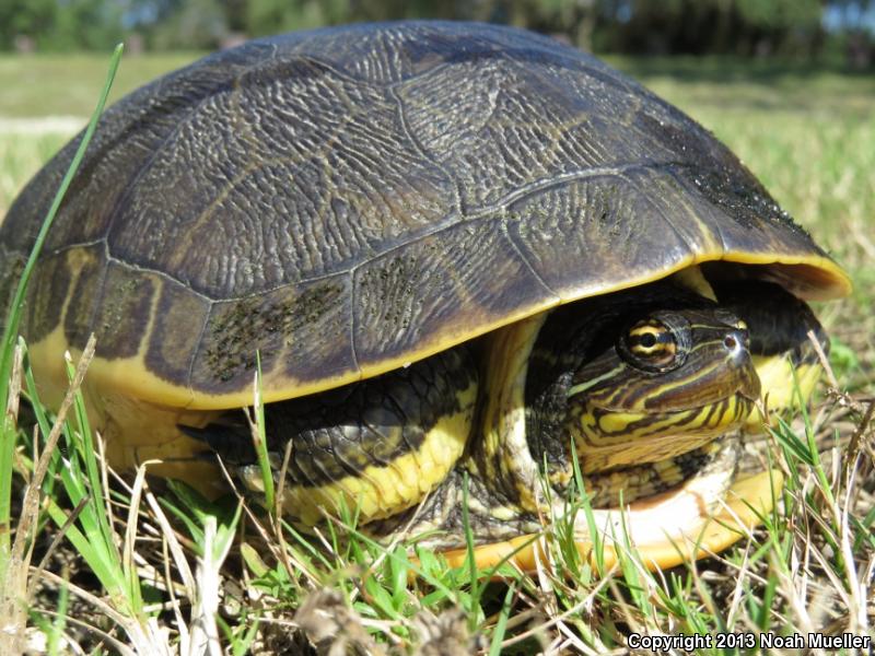 Florida Chicken Turtle (Deirochelys reticularia chrysea)