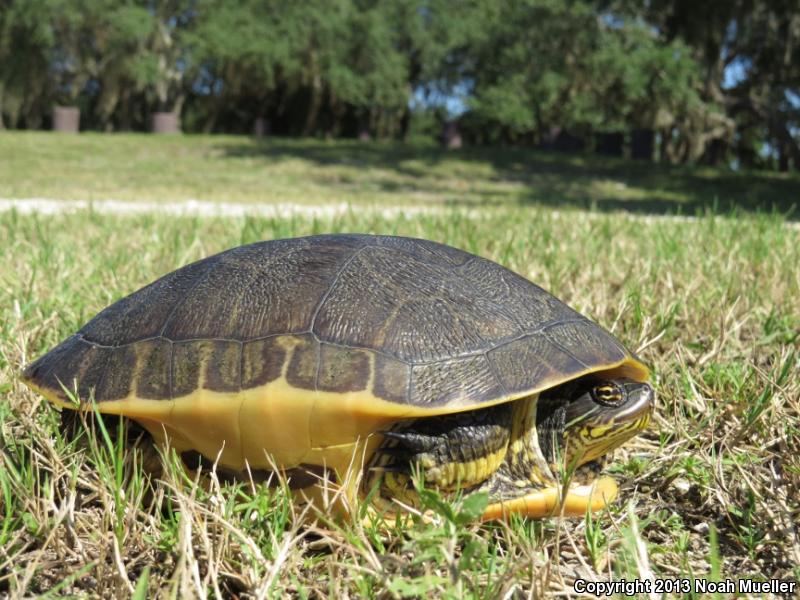 Florida Chicken Turtle (Deirochelys reticularia chrysea)