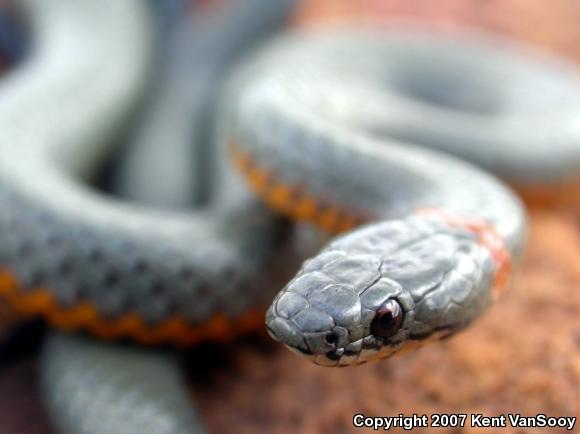 San Diego Ring-necked Snake (Diadophis punctatus similis)