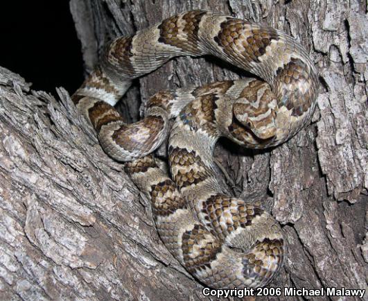 Sonoran Lyresnake (Trimorphodon biscutatus lambda)