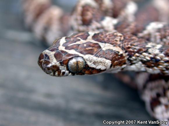 Baja California Lyresnake (Trimorphodon biscutatus lyrophanes)