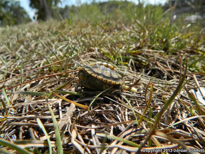 Ornate Diamond-backed Terrapin (Malaclemys terrapin macrospilota)