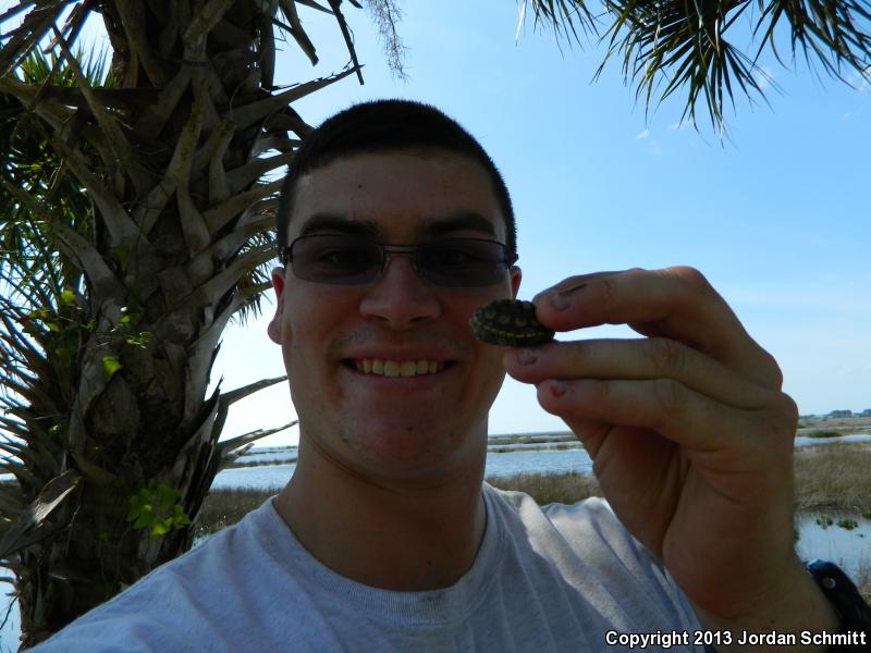 Ornate Diamond-backed Terrapin (Malaclemys terrapin macrospilota)