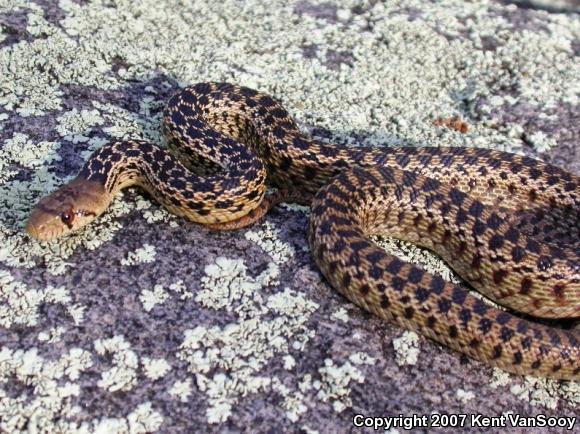 San Diego Gopher Snake (Pituophis catenifer annectens)