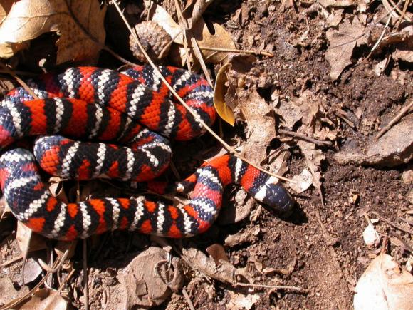 San Diego Mountain Kingsnake (Lampropeltis zonata pulchra)