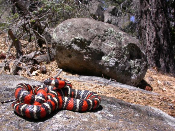 San Diego Mountain Kingsnake (Lampropeltis zonata pulchra)