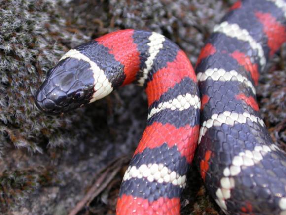 San Diego Mountain Kingsnake (Lampropeltis zonata pulchra)