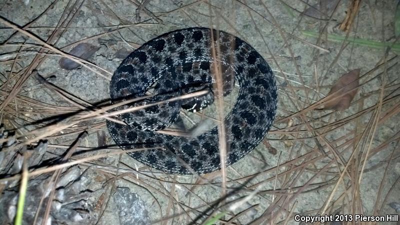 Carolina Pigmy Rattlesnake (Sistrurus miliarius miliarius)