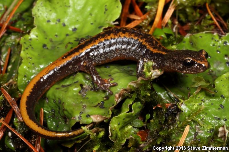 Larch Mountain Salamander (Plethodon larselli)