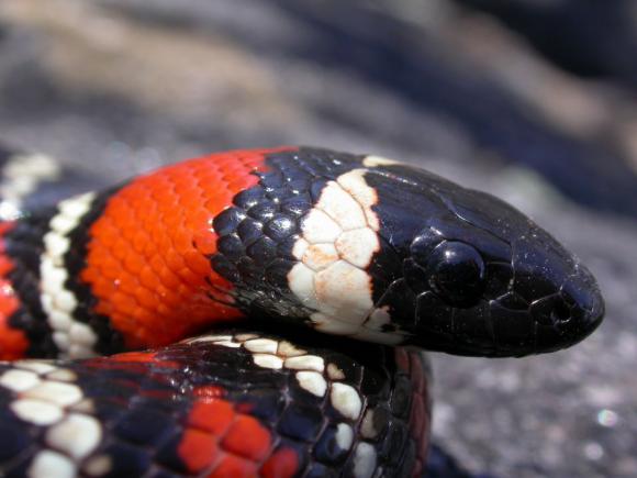 San Diego Mountain Kingsnake (Lampropeltis zonata pulchra)