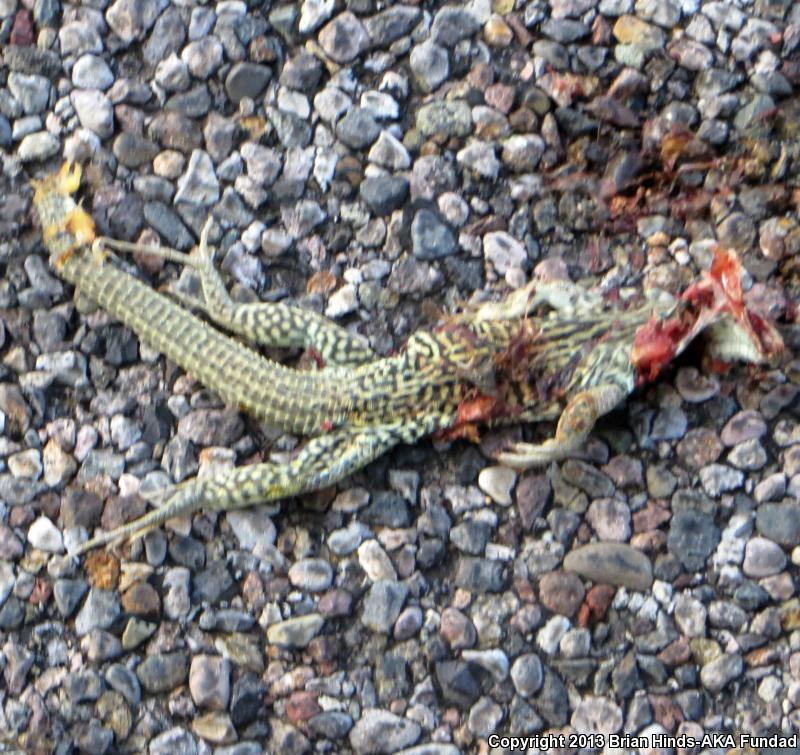 Western Marbled Whiptail (Aspidoscelis marmorata marmorata)