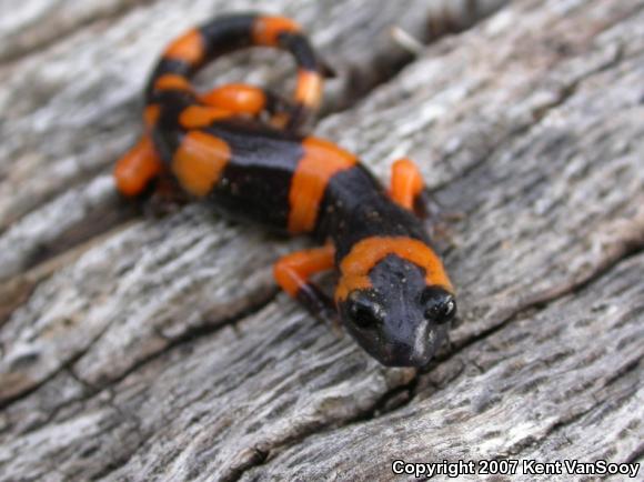 Large-blotched Ensatina (Ensatina eschscholtzii klauberi)