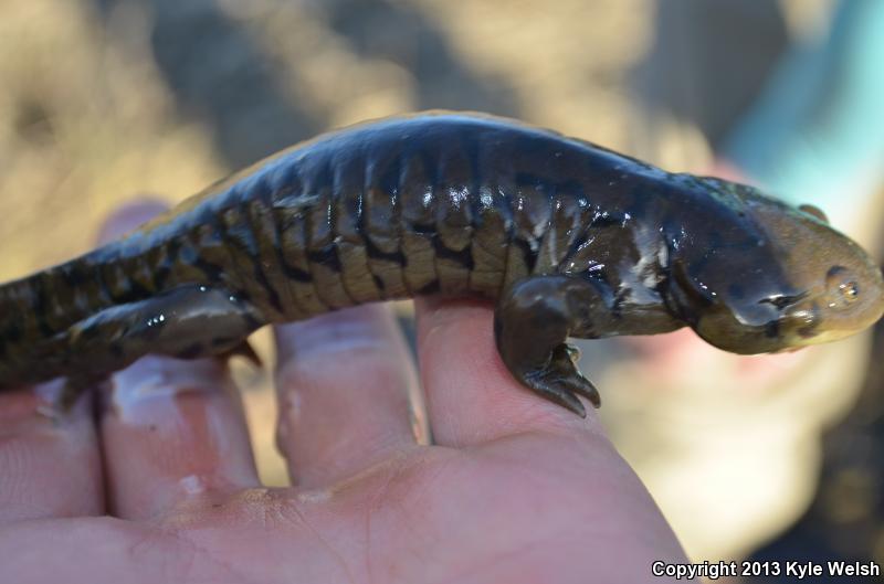 Blotched Tiger Salamander (Ambystoma mavortium melanostictum)