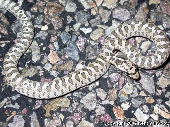 Desert Glossy Snake (Arizona elegans eburnata)