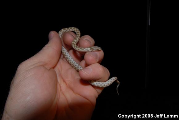 Coast Nightsnake (Hypsiglena ochrorhyncha ochrorhyncha)