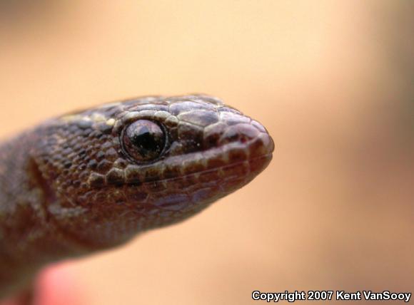 Desert Night Lizard (Xantusia vigilis vigilis)